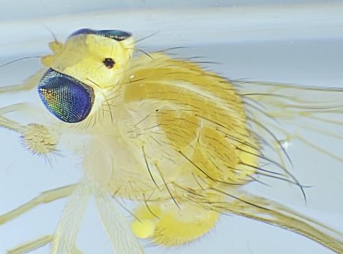 Chyromya sp.